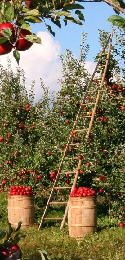 Bountiful red apples on trees in a picturesque orchard under a clear blue sky.