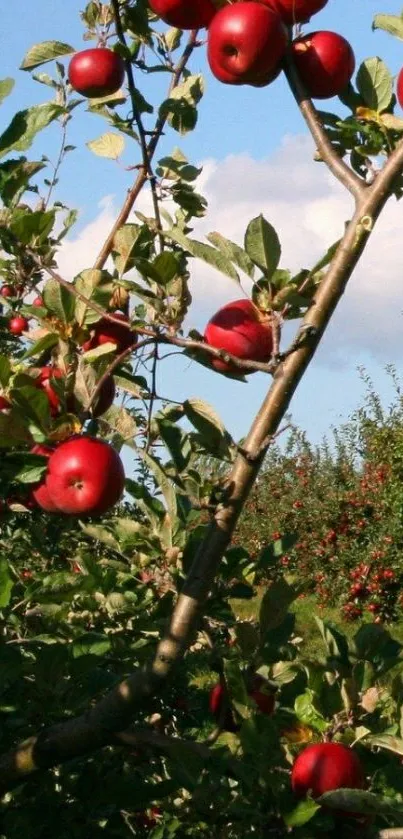 Vibrant red apple orchard with trees and blue sky backdrop.