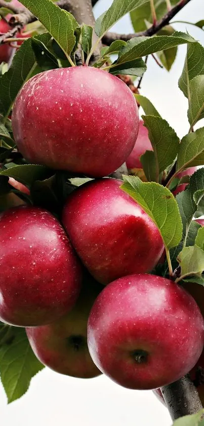 Red apples hanging from a tree branch against the sky.