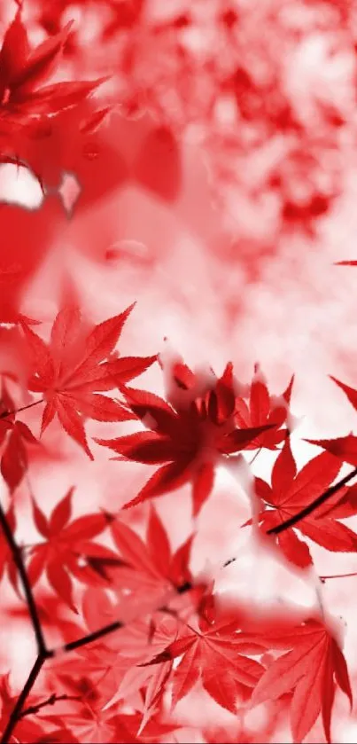 Red maple leaves design wallpaper with natural elegance.