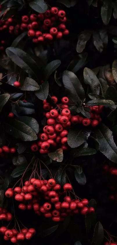 Dark green leaves with clusters of red berries create a striking natural wallpaper.