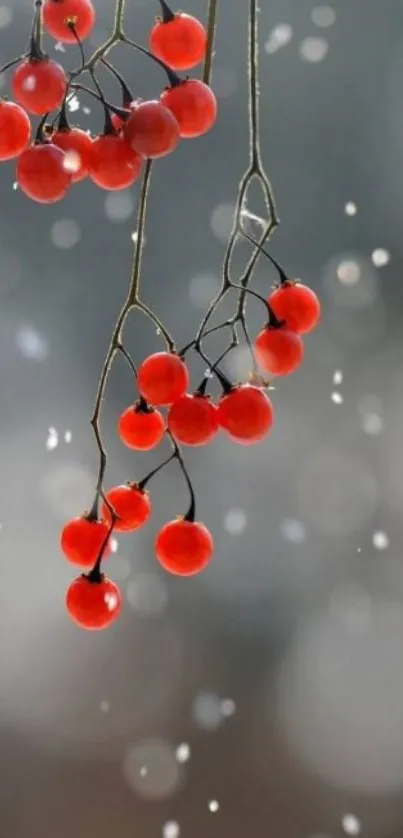 Vibrant red berries hang in a snowy scene.