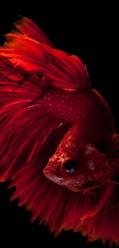 Vibrant red Betta fish on black background wallpaper.