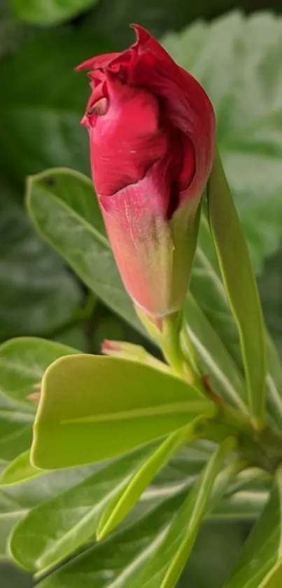 Red flower bud with vibrant green leaves on mobile wallpaper.