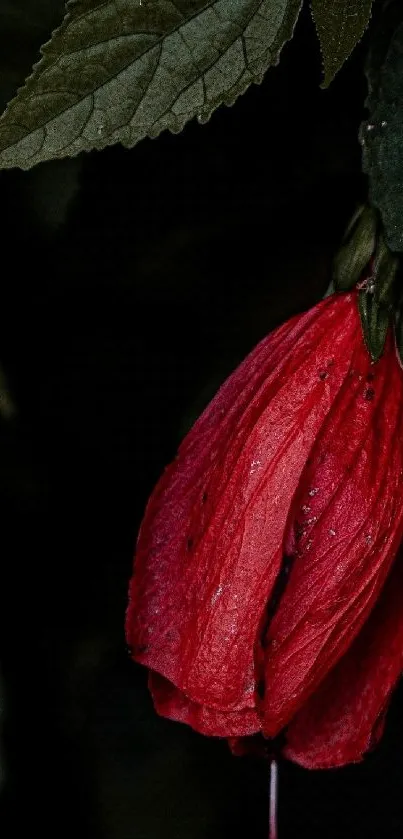Red flower with dark green leaves background.