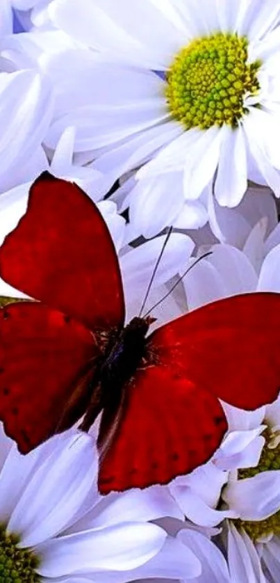 Red butterfly resting on white daisies mobile wallpaper.