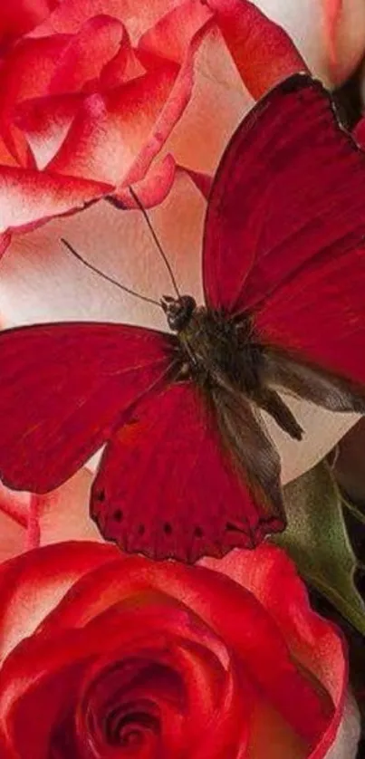 Red butterfly resting on pink roses.