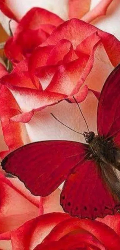 Vibrant red butterfly resting on red and white roses, perfect for mobile wallpaper.