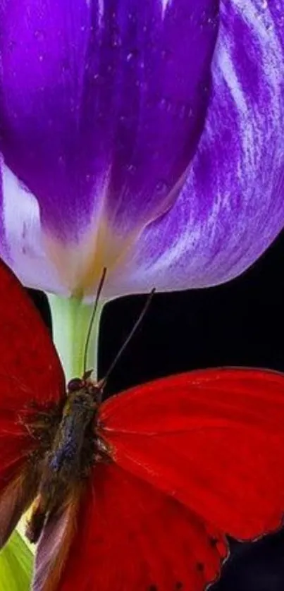 Red butterfly on a purple tulip against black.