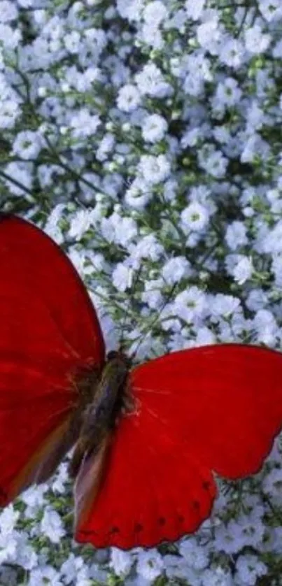 A red butterfly resting on white flowers.