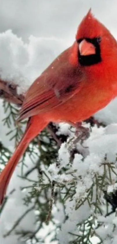 Red cardinal bird on snowy branch in winter scene wallpaper.