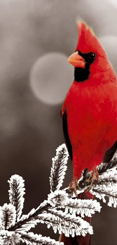 Red cardinal on frosty winter branch.