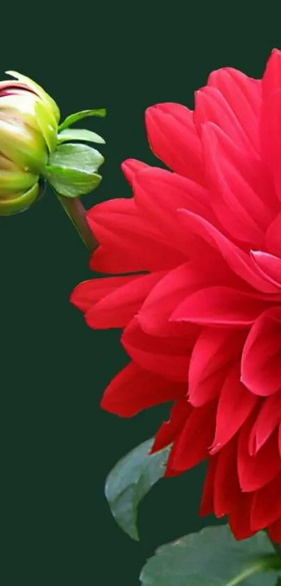 Vibrant red dahlia with a dark green backdrop.