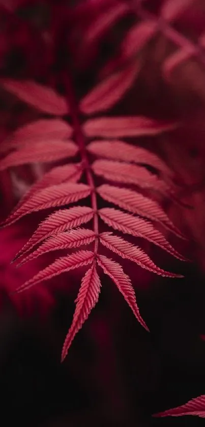 Crimson red fern leaf vibrant and elegant mobile wallpaper.