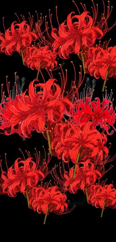 Red flowers on a black background mobile wallpaper.