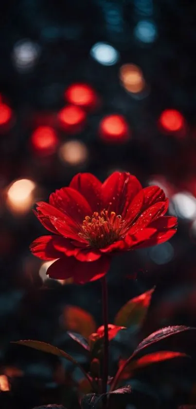 Vibrant red flower with bokeh effect in background.