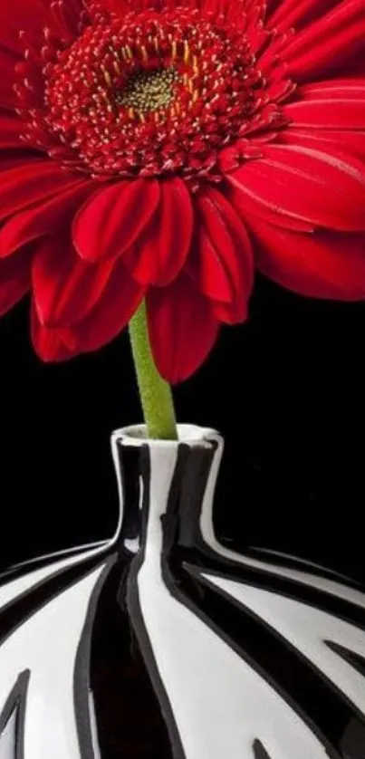 A striking red flower in a black and white vase against a dark background.