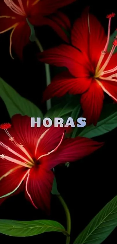 Vibrant red hibiscus flowers with green leaves on a dark background.