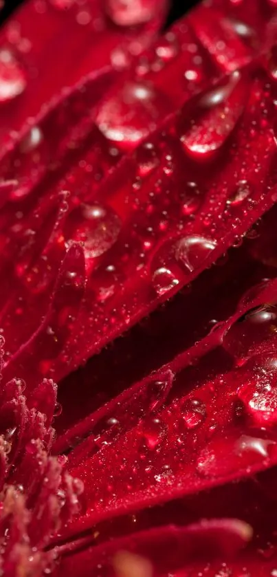 Close-up of a vibrant red flower with dew drops on petals.