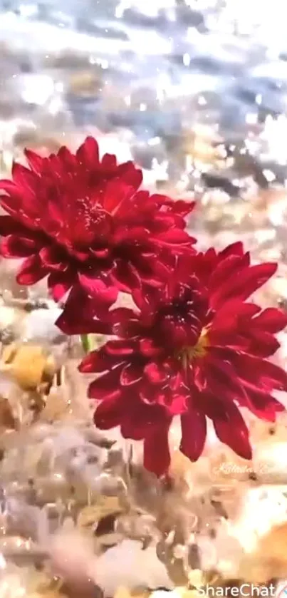 Red flowers floating in sparkling water.