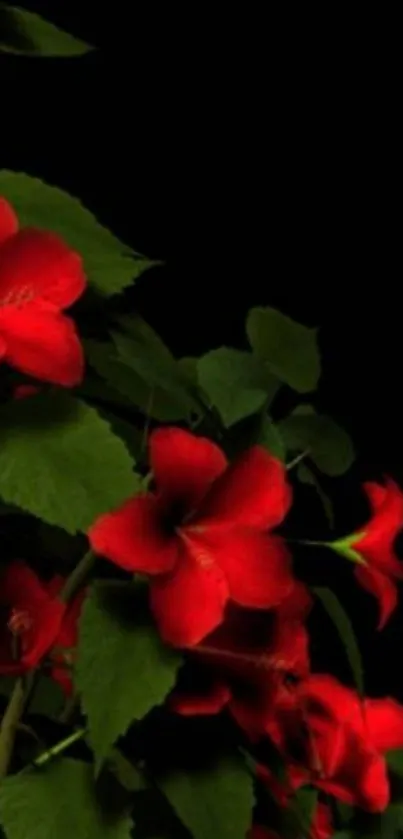 Red hibiscus flowers on dark background with green leaves.