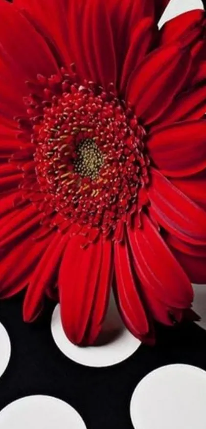 Red gerbera flower on black and white polka dot background.