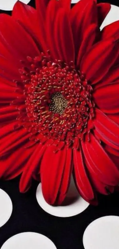 Red gerbera daisy on black and white polka dots background.