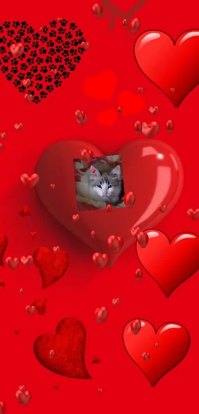 Cute cat in red heart mobile wallpaper with love theme.