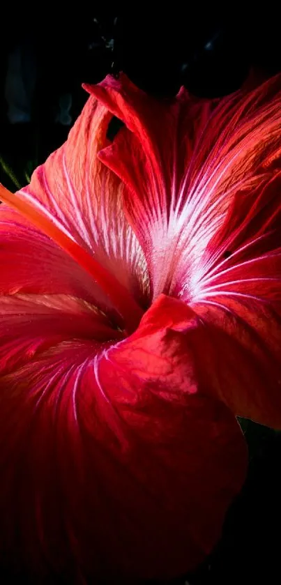 Bright red hibiscus flower on a dark background mobile wallpaper.