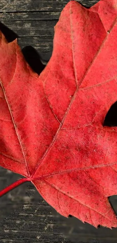 A vibrant red maple leaf on a textured wooden surface, perfect for autumn themes.