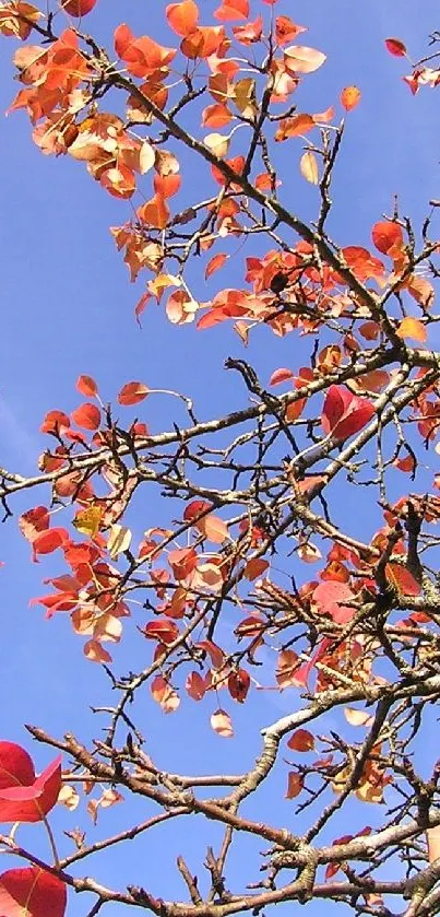 Branches with red leaves against a blue sky, capturing autumn beauty.