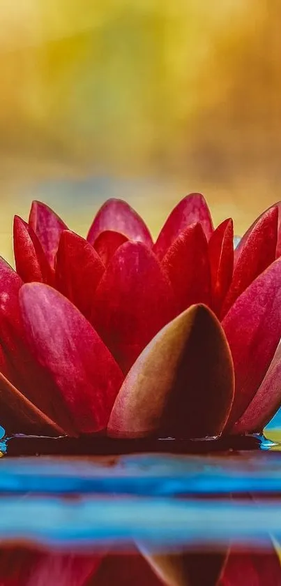 Vibrant red lotus floating on a serene water surface.