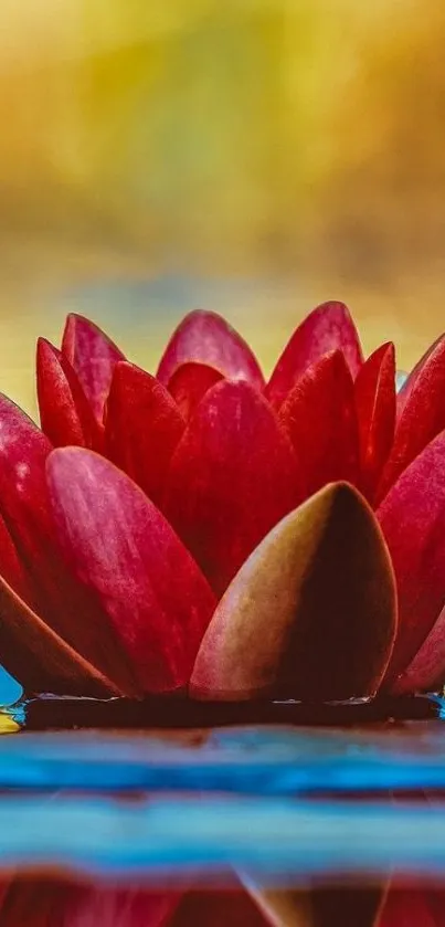 Vibrant red lotus flower on water surface.