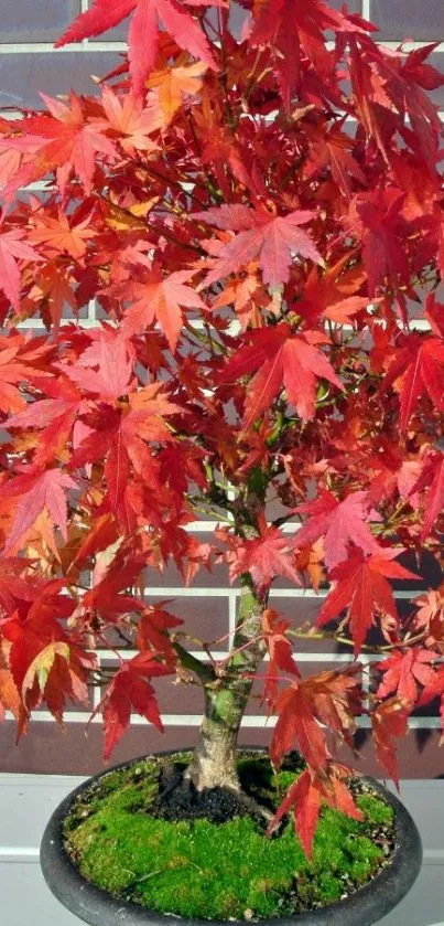 A vibrant red maple bonsai tree in a pot against a brick wall.