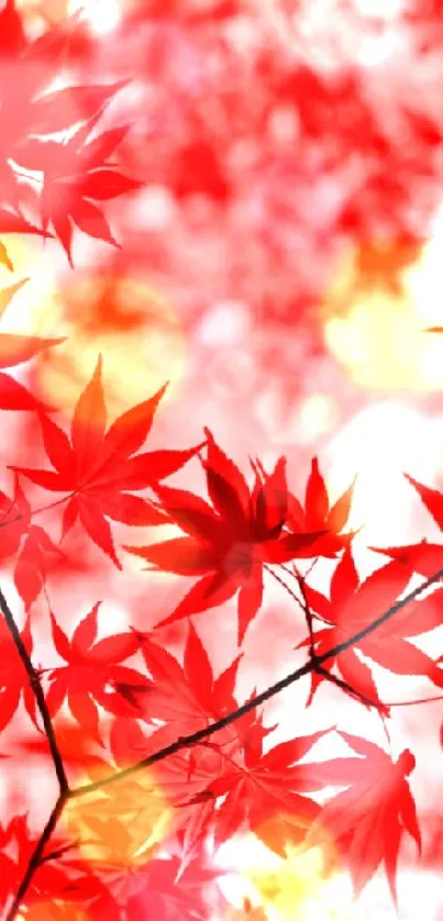 Vibrant red maple leaves on blurred background.