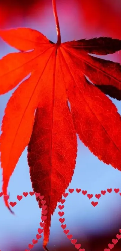 Red maple leaf with heart designs on blue background.