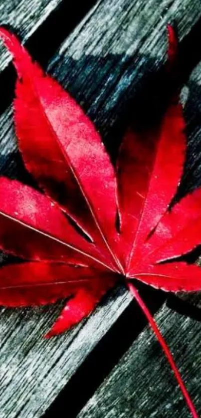 Vibrant red maple leaf on rustic wood background.