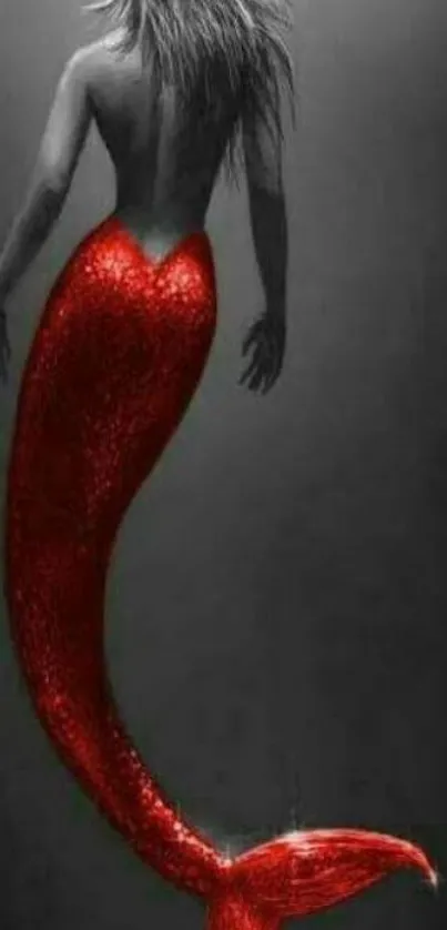 A striking red mermaid silhouette wallpaper for mobile phones.