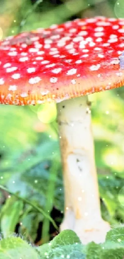 Red and white mushroom in lush green forest wallpaper.