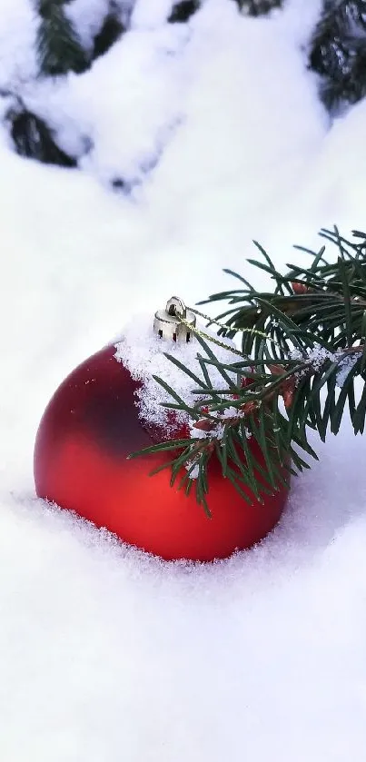 Red ornament in snow with pine branch background.