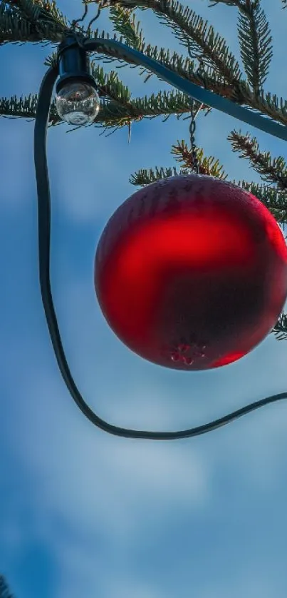 Vibrant red ornament on a pine branch with a clear blue sky.