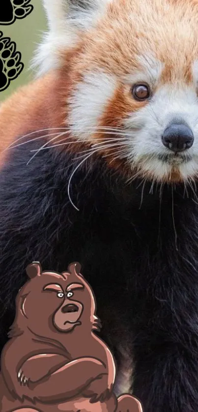 Red panda and cartoon bear wallpaper with paw prints.