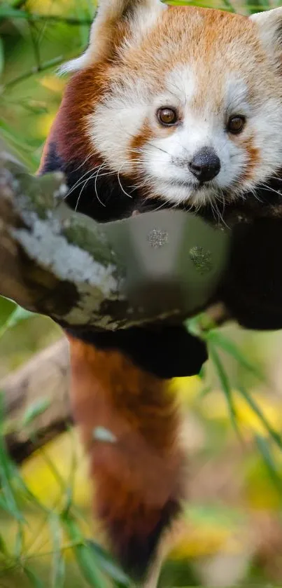 Red Panda Carnivore Plant Live Wallpaper