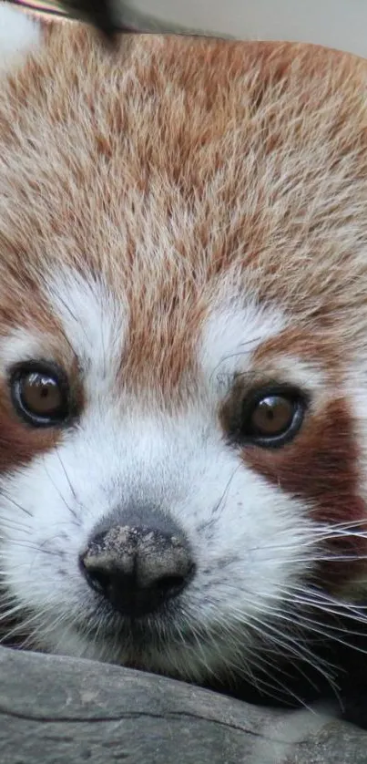 Red Panda Carnivore Whiskers Live Wallpaper