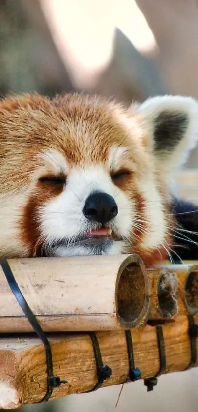 Red Panda Carnivore Whiskers Live Wallpaper