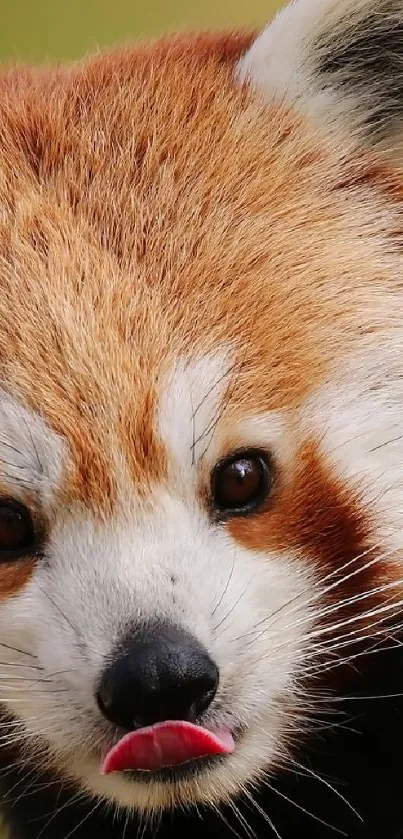 Red Panda Carnivore Whiskers Live Wallpaper