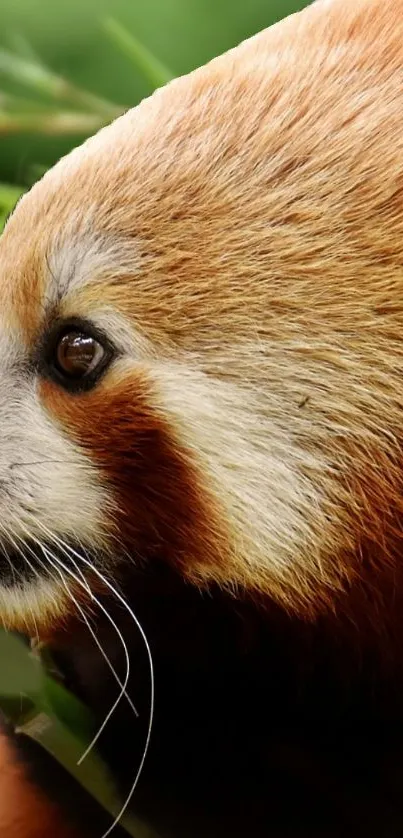 Red Panda Carnivore Whiskers Live Wallpaper