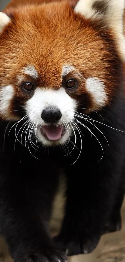 Red Panda Head Eye Live Wallpaper