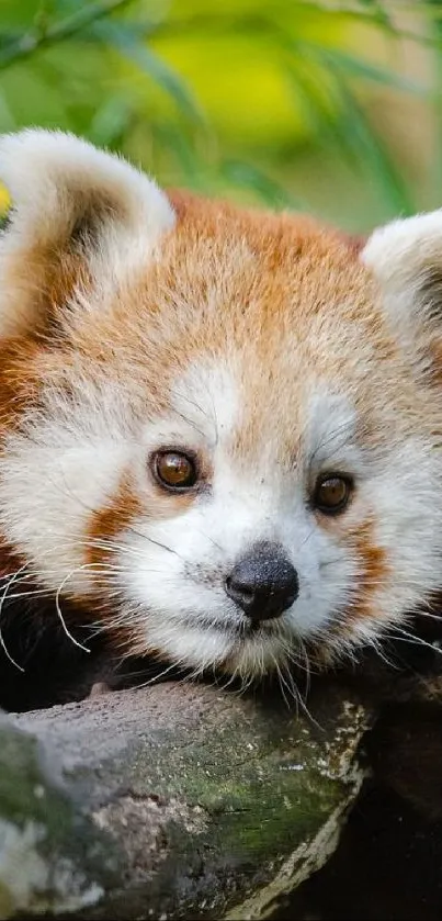 Red Panda Head Plant Live Wallpaper