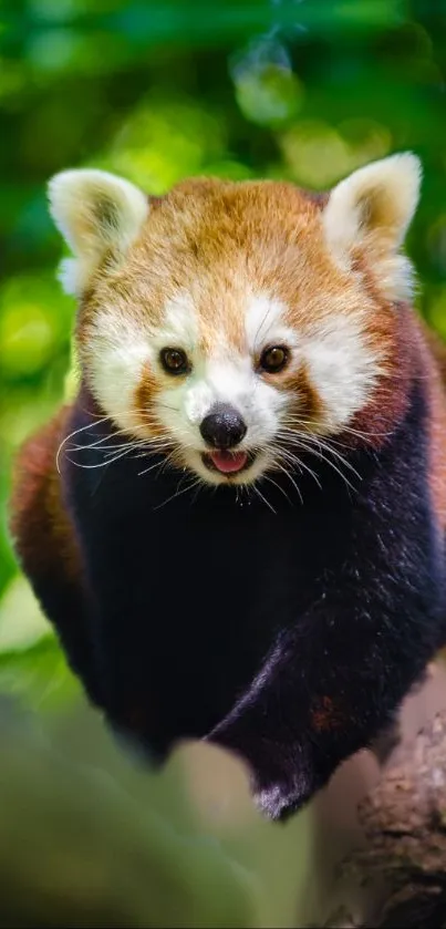 Red Panda Head Plant Live Wallpaper